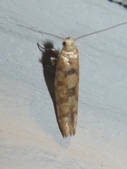 Argyresthia alternatella