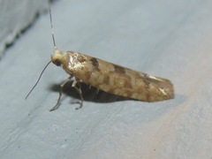Argyresthia alternatella