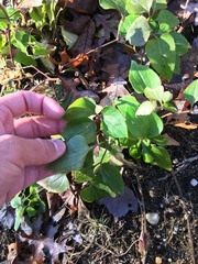 Clematis