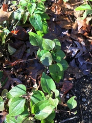 Clematis