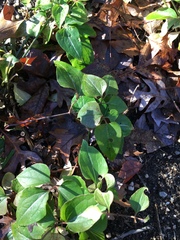 Clematis
