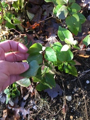 Clematis