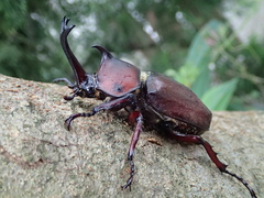 Trypoxylus dichotomus tsunobosonis