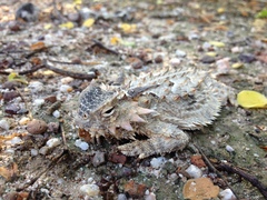 Phrynosoma coronatum