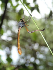 Leptogastrinae