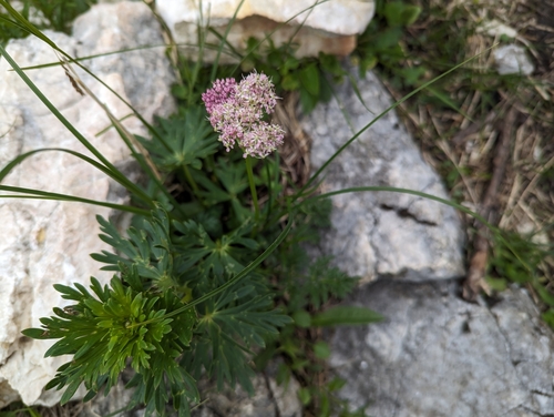Image of Mutellina purpurea by (c) Elias, some rights reserved (CC BY)