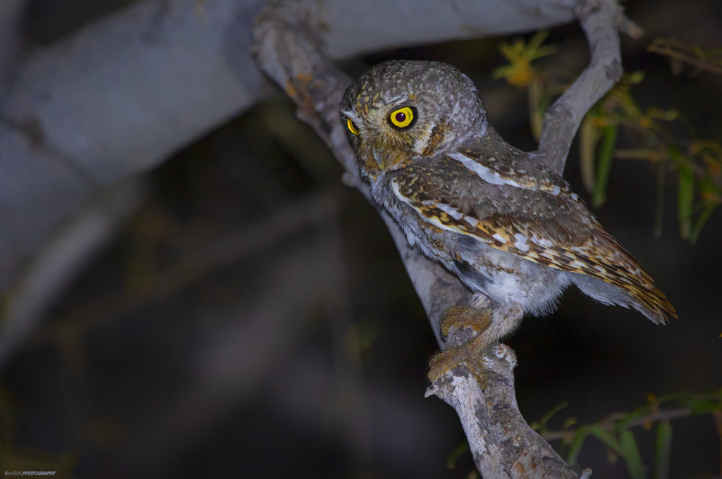 Sanford's Elf Owl