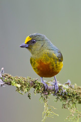 Olive-Backed Euphonia photo 4
