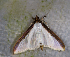 Cydalima laticostalis