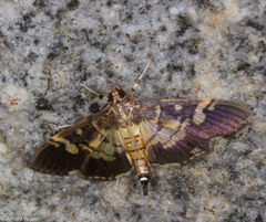 Uresiphita quinquigera