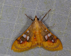 Sameodes pictalis