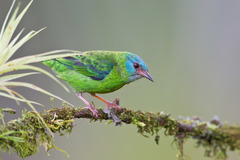Blue Dacnis photo 3