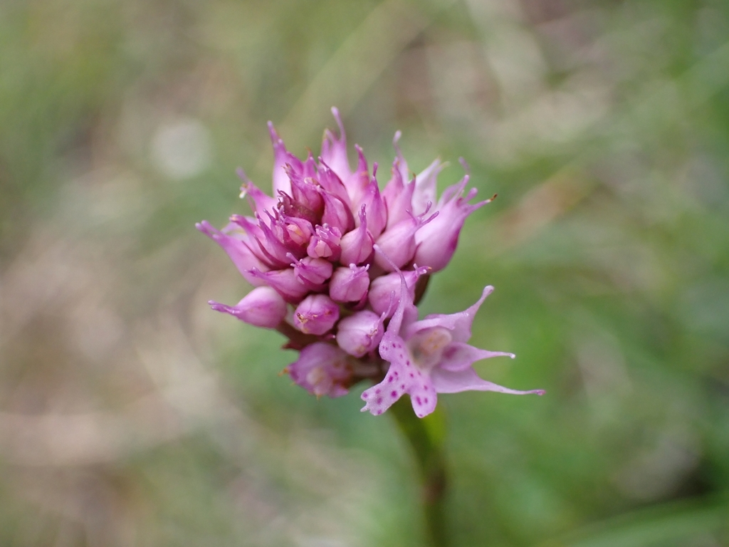 Traunsteinera globosa