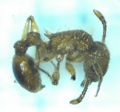 Tetramorium pacificum