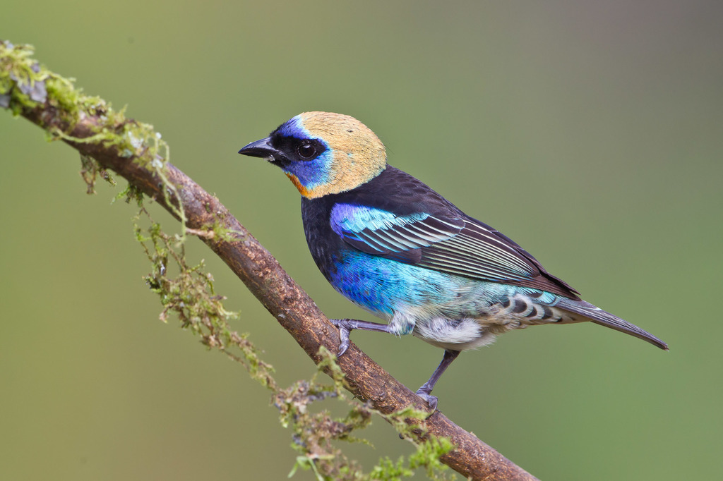 Golden-Hooded Tanager