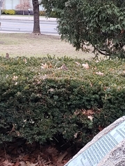 Passer domesticus