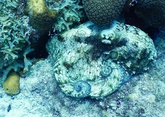 Octopus insularis