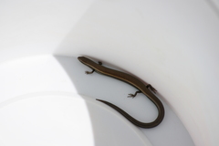 Ablepharus anatolicus