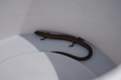 Ablepharus anatolicus