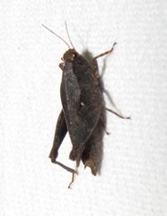Tettigidea