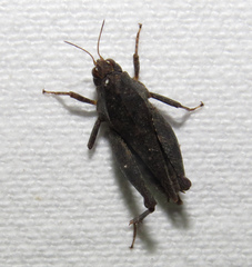 Tettigidea