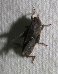 Tettigidea