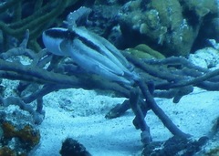 Octopus insularis