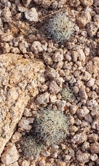 Mammillaria schumannii