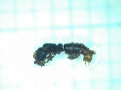 Leptogenys kitteli