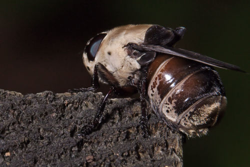 Squirrel Bot Fly photo 5