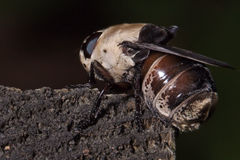 Cuterebra emasculator