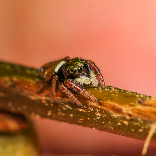 Whitman's Jumping Spider photo 6