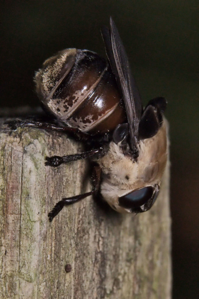 Squirrel Bot Fly