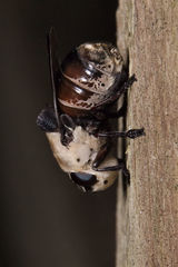 Cuterebra emasculator