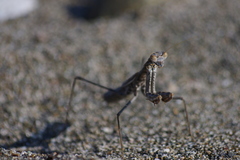 Mantidae