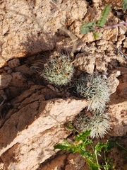 Mammillaria schumannii