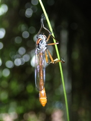 Leptogastrinae