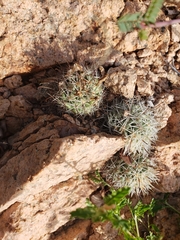 Mammillaria schumannii