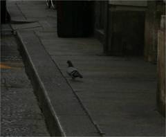 Columba livia domestica