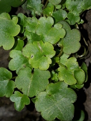 Cymbalaria muralis