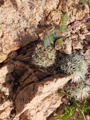 Mammillaria schumannii