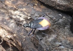 Dindymus schoenitzeri