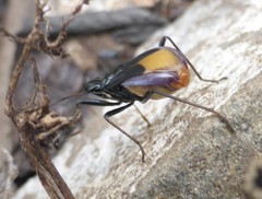 Dindymus schoenitzeri