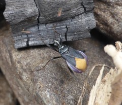 Dindymus schoenitzeri