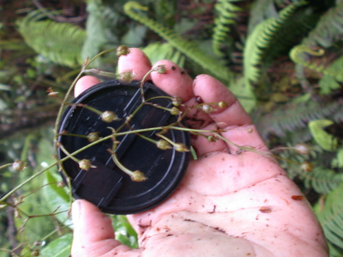 Schiedea diffusa observed 2004-03-16