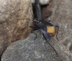 Dindymus schoenitzeri