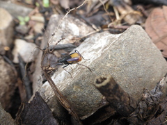 Dindymus schoenitzeri