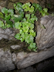 Cymbalaria muralis