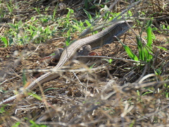 Gerrhosaurus nigrolineatus