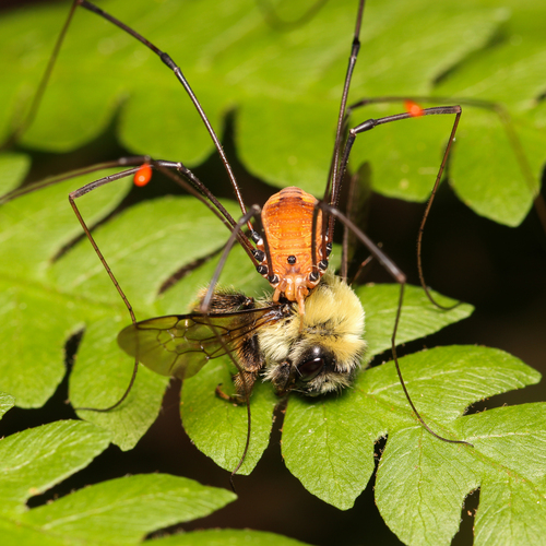 Pyrobombus photographed in New Jersey